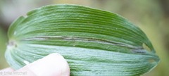 Parallelomma vittatum