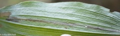 Parallelomma vittatum