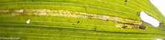 Parallelomma vittatum