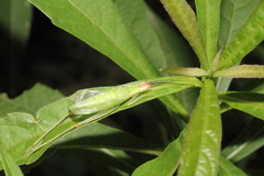Oecanthus texensis