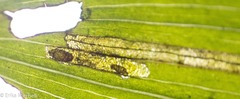 Parallelomma vittatum