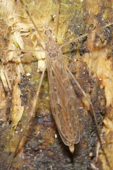 Austrolimnophila crassipes