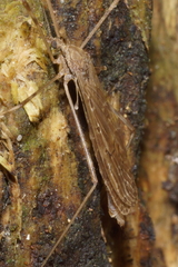 Austrolimnophila crassipes
