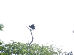 Cathartes melambrotus