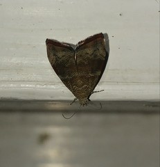 Choreutis aegyptiaca