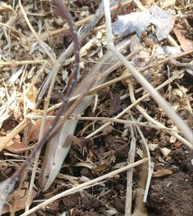 Heremites vittatus