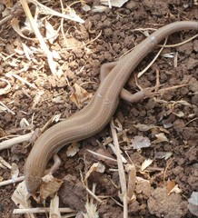 Heremites vittatus