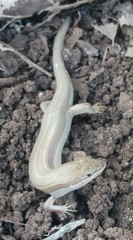Heremites vittatus