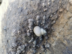 Littorina saxatilis