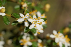 Asterolasia asteriscophora albiflora