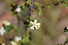 Asterolasia asteriscophora albiflora