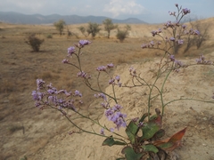 Limonium platyphyllum