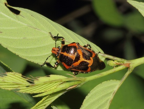 Oplomus mundus