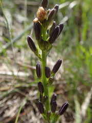 Caesia calliantha