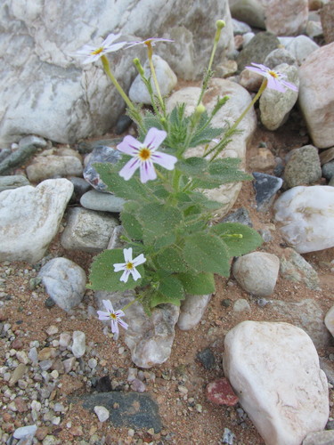 Image of Jamesbrittenia glutinosa by (c) Caroline Voget, some rights reserved (CC BY)