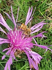 Apis mellifera