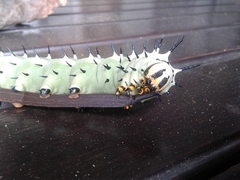 Lophostethus dumolinii