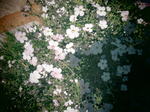 Image of Jamesbrittenia ramosissima by (c) Caroline Voget, some rights reserved (CC BY)