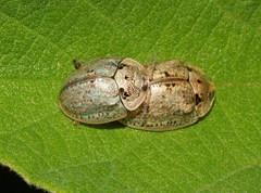 Physonota alutacea