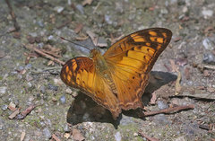 Vagrans sinha