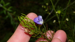 Psoralea azuroides