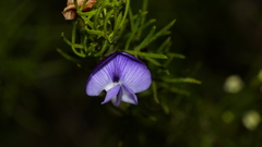 Psoralea azuroides