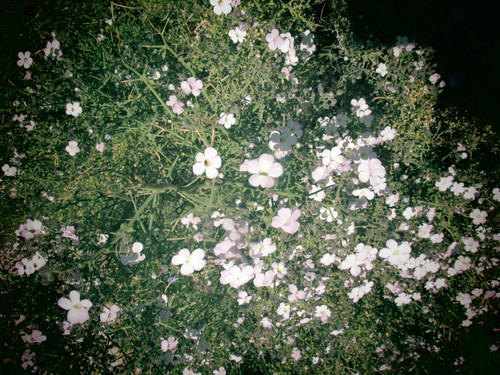 Image of Jamesbrittenia ramosissima by (c) Caroline Voget, some rights reserved (CC BY)