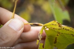 Neolasioptera vitinea
