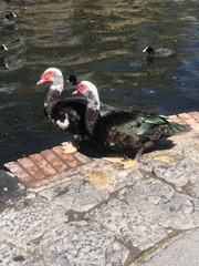 Cairina moschata domestica