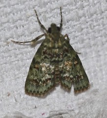 Stericta chlorophoena