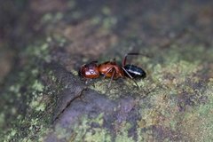 Camponotus discolor