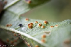 Puccinia malvacearum