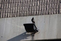 Columba livia domestica