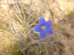 Wahlenbergia luteola
