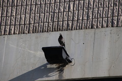 Columba livia domestica