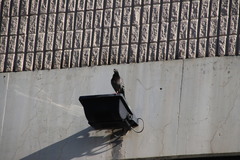 Columba livia domestica