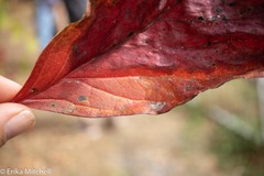 Phyllocnistis ampelopsiella