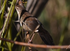 Bradypterus baboecala