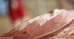 Phyllocnistis ampelopsiella