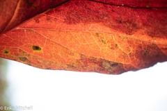 Phyllocnistis ampelopsiella