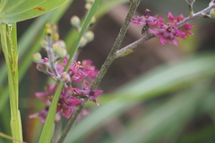 Melanthiaceae