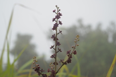 Melanthiaceae