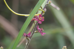 Melanthiaceae