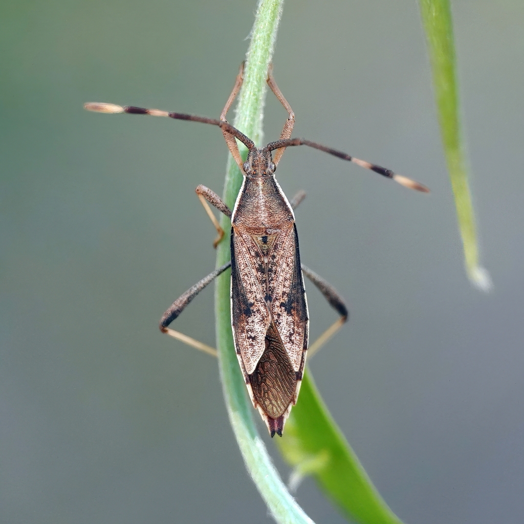 Pomponatius luridus