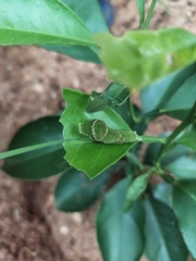 Papilio polytes