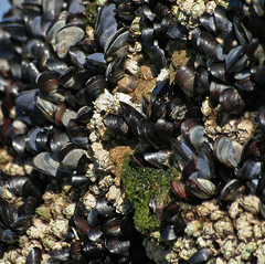 Choromytilus meridionalis