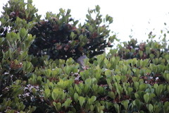 Manorina melanocephala