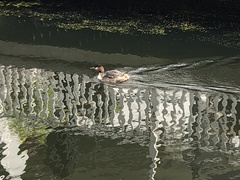 Podiceps cristatus