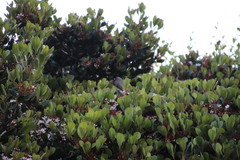 Manorina melanocephala