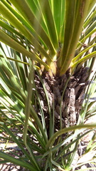 Beaucarnea